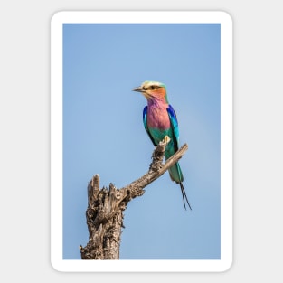 Lilac-breasted roller (Coracias caudatus) Sticker